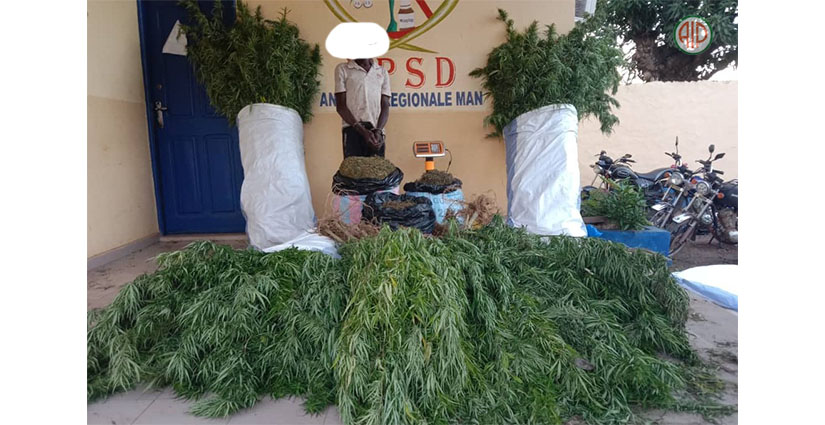 Lutte anti-drogue / Un cultivateur de cannabis arrêté à Man