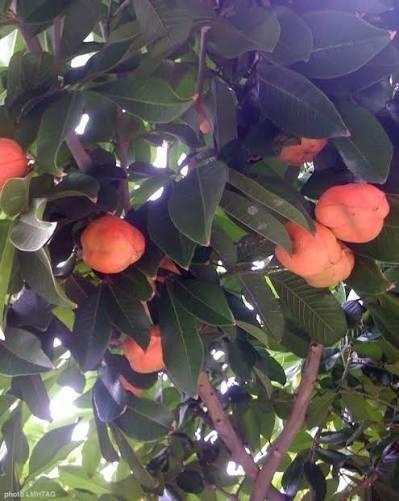 Niakara / Le fruit akée non mure tue deux enfants à Latokaha